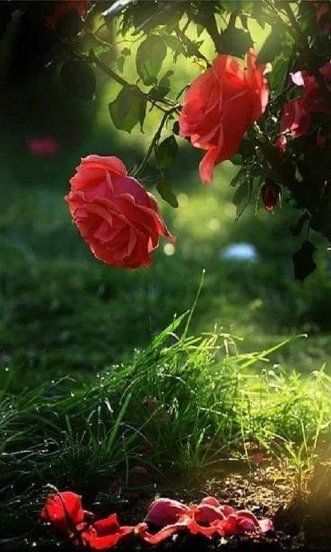 456861474_3624644751182946_6603669952885379829_n-2