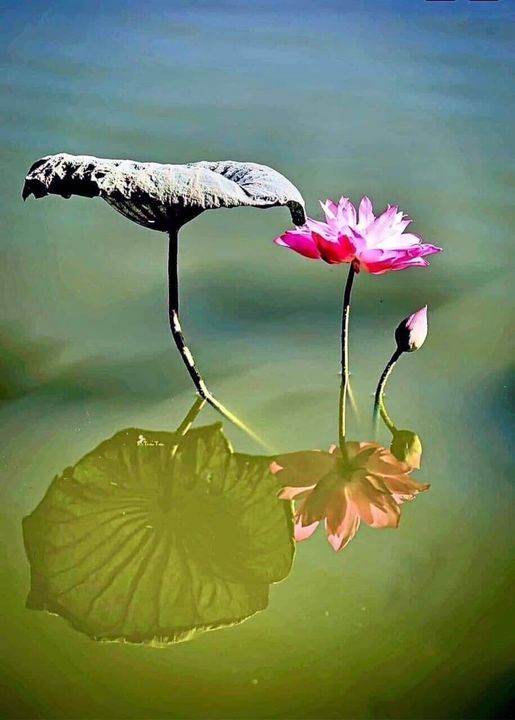 459136746_1147331923618211_7058809408957331333_n-3