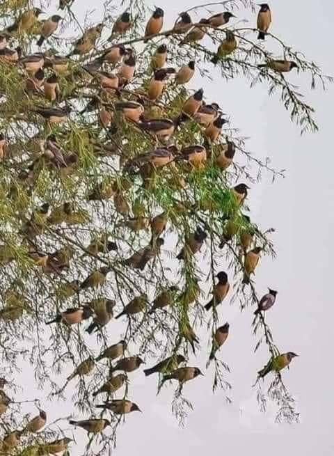 462368511_1786885255447796_3110454706436584503_n