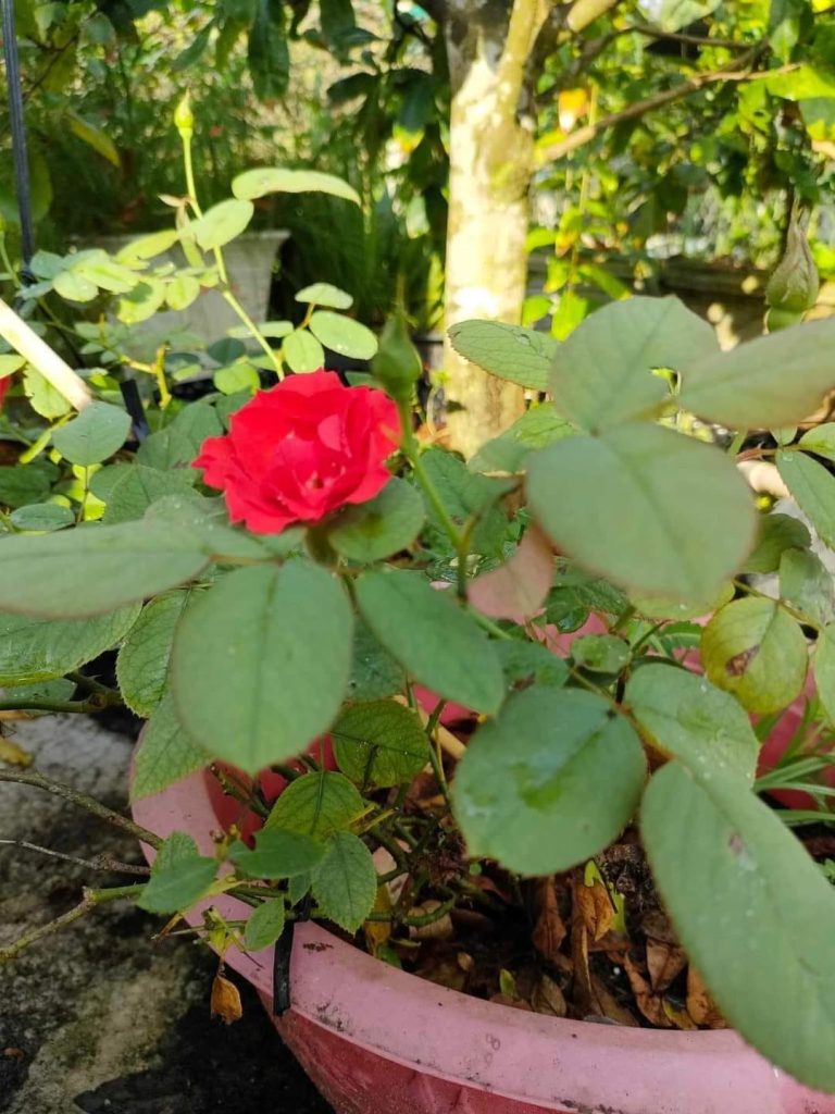 468237182_3987801011542512_1795924961989780090_n-768x1024-2