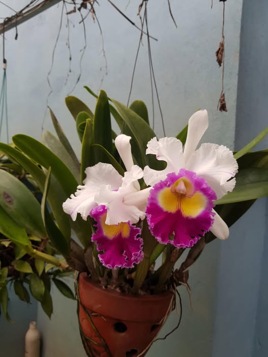 469182052_1158042405749778_7760999313128044682_n