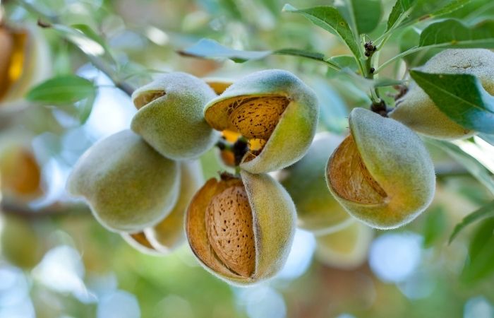 4tac-dung-hat-hanh-nhan