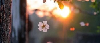 Giấc mơ chưa được giải mã