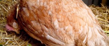 Những giọt nước mắt của sự hối tiếc và ăn năn