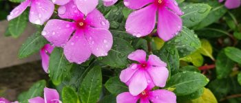 Xóm không chồng 1