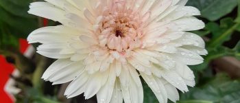 Mẹ chồng, con dâu